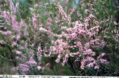 Tamarisk, Athel tree, Salt Cedar (Tamarix) pink, characteristics, photo