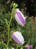 I fiori da giardino Brughiera Irlandese, St. Brughiera Di Dabeoc, Daboecia-cantabrica foto, caratteristiche lilla