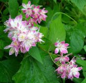 les fleurs du jardin Deutzia photo, les caractéristiques rose