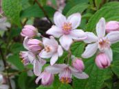 I fiori da giardino Deutzia foto, caratteristiche rosa
