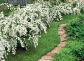 les fleurs du jardin Deutzia photo, les caractéristiques blanc