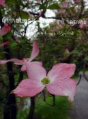Gartenblumen Asiatischer Blüten-Hartriegel, Hartriegel Chinesisch, Japanisch Hartriegel, Cornus-kousa foto, Merkmale rosa