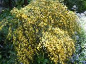 I fiori da giardino Scotch Scopa, Broomtops, Ginestra Comune, Ginestra Europeo, Scopa Irlandese, Sarothamnus foto, caratteristiche giallo