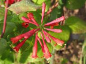 Gartenblumen Geißblatt, Lonicera-brownie foto, Merkmale rot