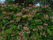 Garden Flowers Common honeysuckle, Lonicera-periclymenum photo, characteristics burgundy