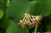 les fleurs du jardin Chèvrefeuille Vigne Jaune, Lonicera prolifera photo, les caractéristiques jaune