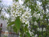 les fleurs du jardin Amélanchier, Amelanchier photo, les caractéristiques blanc