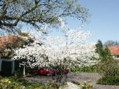 les fleurs du jardin Amélanchier, Amelanchier photo, les caractéristiques blanc