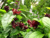 Sweet Shrub, Carolina Allspice, Strawberry Shrub, Bubby Bush, Sweet Betsy (Calycanthus) burgundy, characteristics, photo