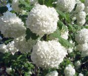 I fiori da giardino Europeo Mirtillo Viburno, Europeo Snowball Bush, Viburno Rose, Viburnum foto, caratteristiche bianco