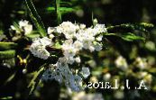 les fleurs du jardin Calicot Brousse, Laurier, Kalmia photo, les caractéristiques blanc