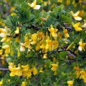 Gartenblumen Peashrub, Caragana foto, Merkmale gelb