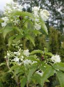 les fleurs du jardin Bladdernut Américain, Staphylea photo, les caractéristiques blanc