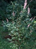 Gartenblumen Paprika Busch, Summer, Clethra foto, Merkmale rosa
