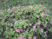 Gartenblumen Arktischen Himbeere, Brombeere Arctic, Rubus-arcticus foto, Merkmale rosa