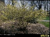 les fleurs du jardin Noisette D'hiver, Corylopsis photo, les caractéristiques jaune