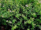 I fiori da giardino Cinquefoil, Cinquefoil Arbustiva, Pentaphylloides, Potentilla fruticosa foto, caratteristiche bianco