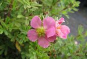I fiori da giardino Cinquefoil, Cinquefoil Arbustiva, Pentaphylloides, Potentilla fruticosa foto, caratteristiche rosa