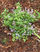 Leptodermis  lilac, characteristics, photo