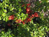 Flowering quince (Chaenomeles-maulei) red, characteristics, photo