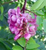 les fleurs du jardin Fausse Acaciaia, Robinia-pseudoacacia photo, les caractéristiques rose