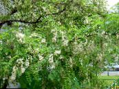 les fleurs du jardin Fausse Acaciaia, Robinia-pseudoacacia photo, les caractéristiques blanc