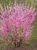 les fleurs du jardin Deux Fleurs De Cerisier, La Floraison D'amande, Louiseania, Prunus triloba photo, les caractéristiques rose