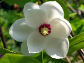 Gartenblumen Magnolie, Magnolia foto, Merkmale weiß