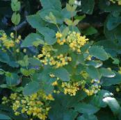 Gartenblumen Mahonie, Mahonie Stechpalme, Stechpalme-Leaved Berberitze, Mahonia foto, Merkmale gelb