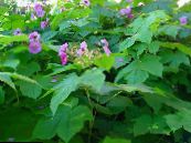 Gartenblumen Violett-Blühende Himbeere, Thimbleberry, Rubus foto, Merkmale rosa