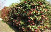les fleurs du jardin Coing, Chaenomeles-japonica photo, les caractéristiques rouge