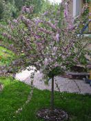 I fiori da giardino Mandorla, Amygdalus foto, caratteristiche rosa