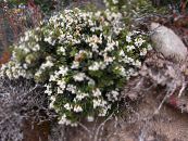 les fleurs du jardin Wintergreen Chiliens, Pernettya, Gaultheria mucronata photo, les caractéristiques blanc