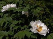 Gartenblumen Baumpfingstrose, Paeonia-suffruticosa foto, Merkmale weiß