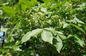 Gartenblumen Hop-Baum, Stinkenden Asche, Asche Wafer, Ptelea trifoliata foto, Merkmale weiß