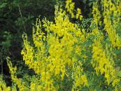 les fleurs du jardin Balai, Cytisus photo, les caractéristiques jaune