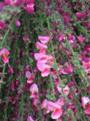 les fleurs du jardin Balai, Cytisus photo, les caractéristiques rose