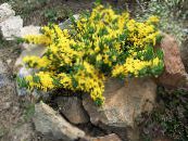 Gartenblumen Prostata Besen, Cytisus decumbens foto, Merkmale gelb