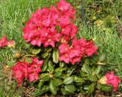 Garden Flowers Azaleas, Pinxterbloom, Rhododendron photo, characteristics red