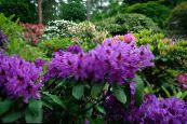 Garden Flowers Azaleas, Pinxterbloom, Rhododendron photo, characteristics purple