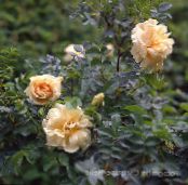 Gartenblumen Strand Rose, Rosa-rugosa foto, Merkmale orange