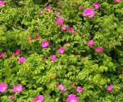 I fiori da giardino Spiaggia Rosa, Rosa-rugosa foto, caratteristiche rosa