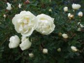 Gartenblumen Rose foto, Merkmale weiß