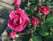 Gartenblumen Rose foto, Merkmale rosa