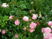 Garden Flowers Polyantha rose, Rosa polyantha photo, characteristics pink
