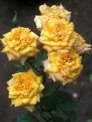 Gartenblumen Grandiflora Rose, Rose grandiflora foto, Merkmale gelb