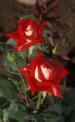 Gartenblumen Grandiflora Rose, Rose grandiflora foto, Merkmale rot