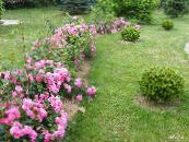 Gartenblumen Rose Bodendecker, Rose-Ground-Cover foto, Merkmale rosa