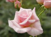 les fleurs du jardin Rosier Hybride De Thé, Rosa photo, les caractéristiques rose