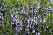 I fiori da giardino Rosmarino, Rosmarinus foto, caratteristiche azzurro
